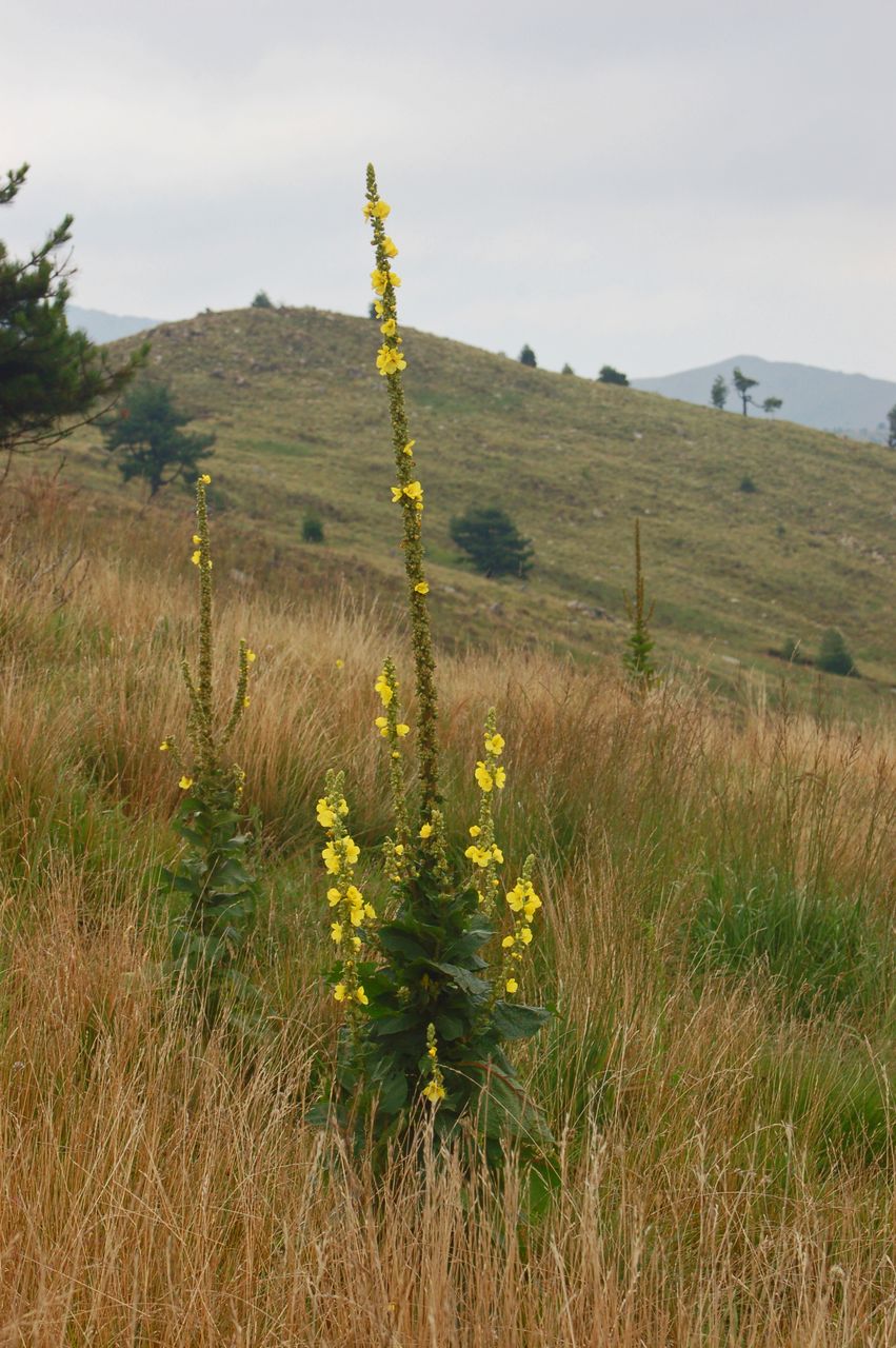 Verbascum thapsus